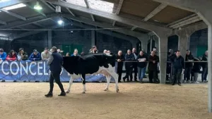 agrogargallo-visita-subasta-ganado-frison-friol-2025