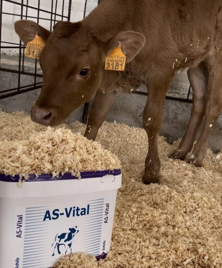 terneros-ganaderia-asvital-schils-agrogargallo