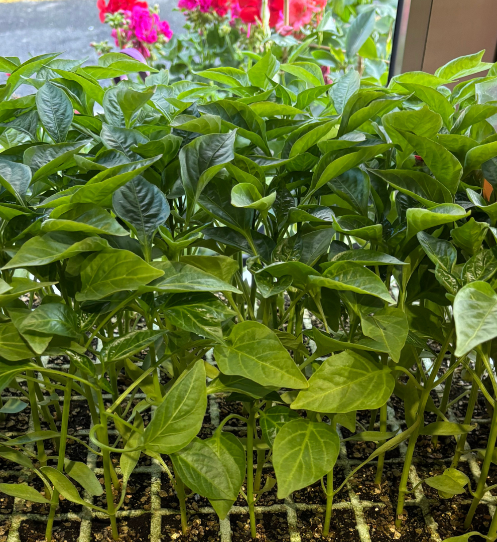 planteles-pimiento-morron-rojo-para-plantar