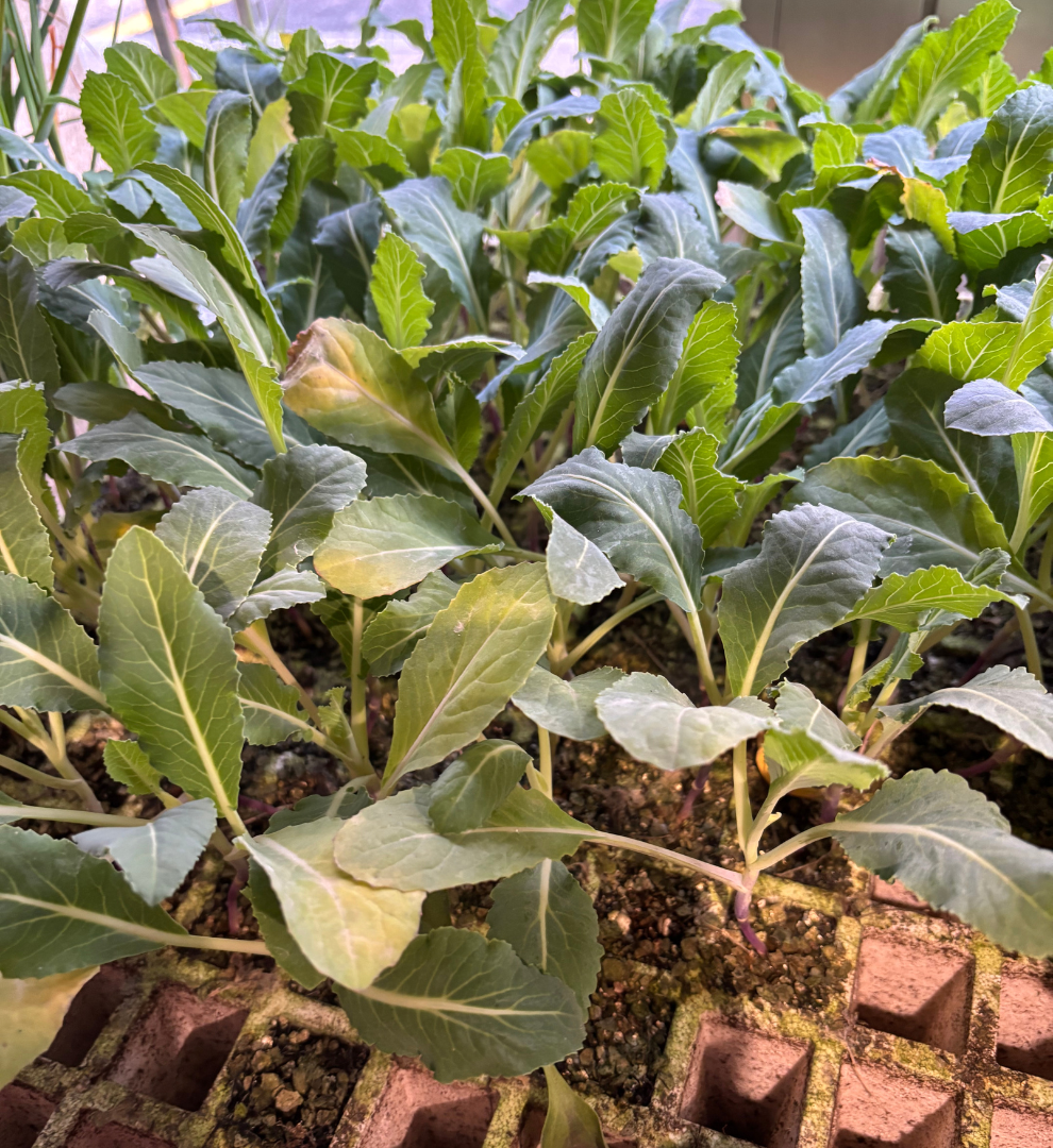 planteles-coliflor-para-plantar-agrogargallo