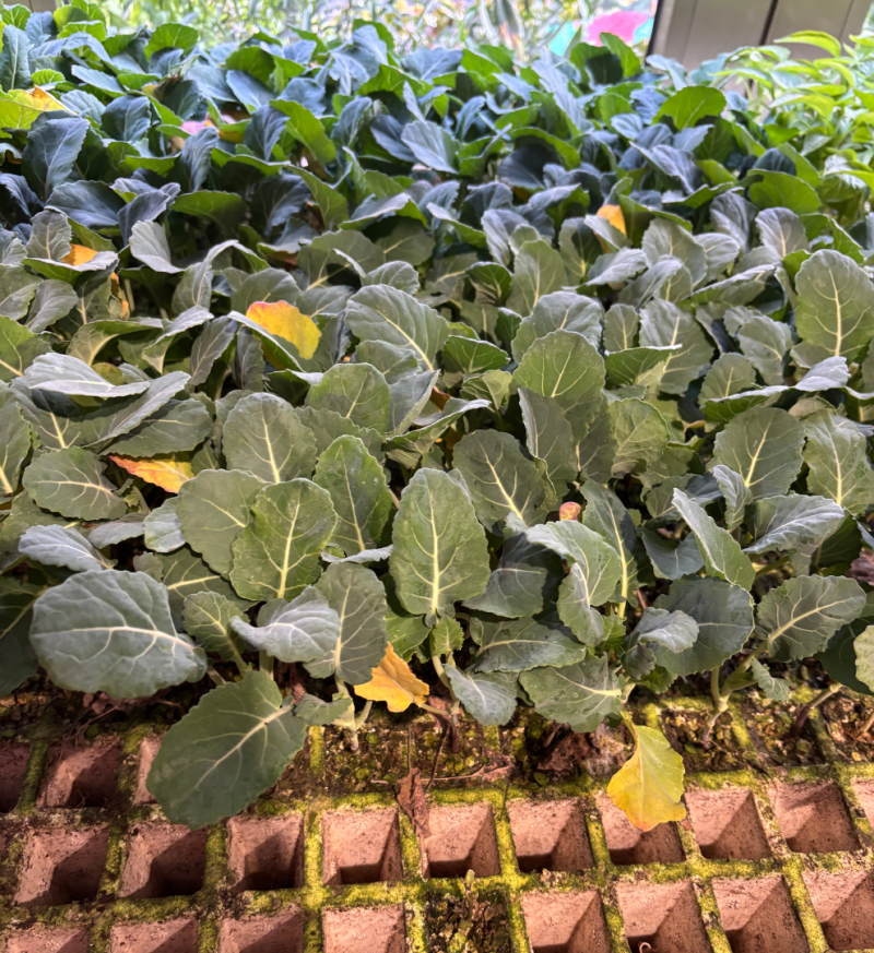 planteles-brocoli-para-plantar-agrogargallo