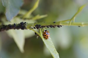 asociacion-de-cultivos-para-evitar-plagas