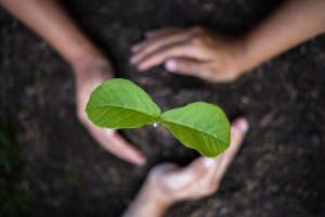 crear-un-huerto-ecologico-y-sostenible-con-agrogargallo