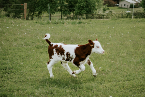 aspectos-clave-en-el-crecimiento-de-los-terneros-guia-completa-para-ganaderias