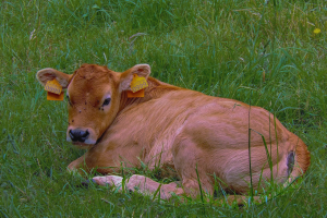 aspectos-clave-en-el-crecimiento-de-los-terneros-etapa-preengorde