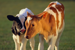 crecimiento-de-los-terneros