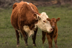 buenas-practicas-para-un-buen-crecimiento-de-los-terneros