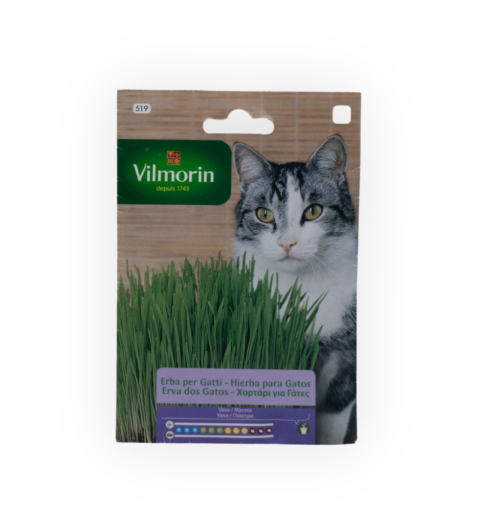 semillas-de-hierba-para-gatos