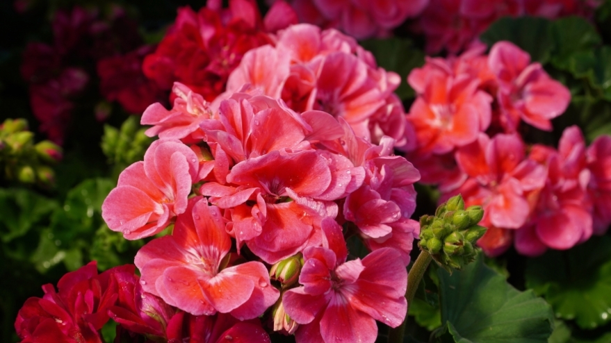 mariposa-taladro-del-geranio