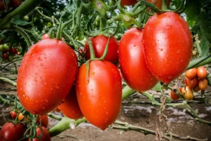 mejores-variedades-de-tomate-para-cultivar