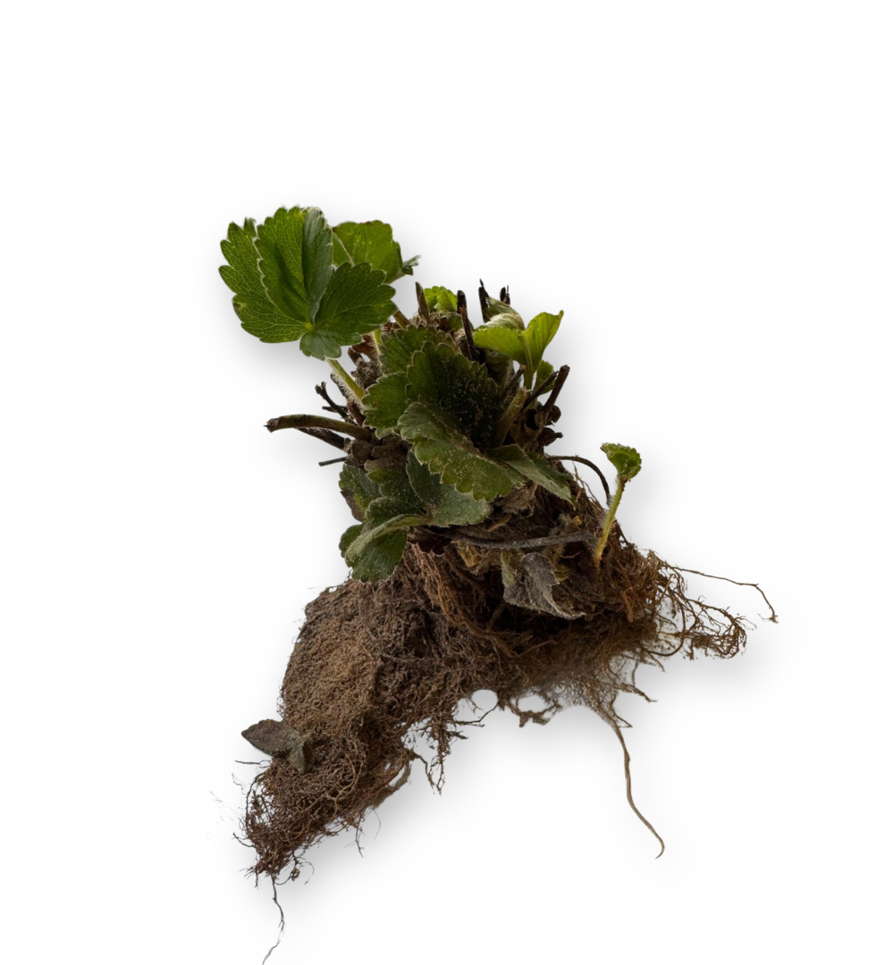 manojo-de-fresas-san-andrea