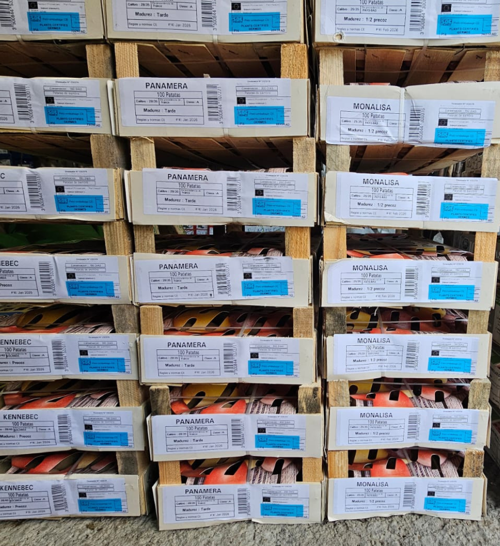 patata-panamera-para-sembrar-caja-100uds-pregerminada