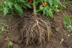 cuidados-tomates-agrogargallo