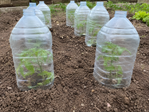 garrafas-protectoras-tomates