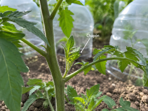 ejemplo-chupon-tomatera