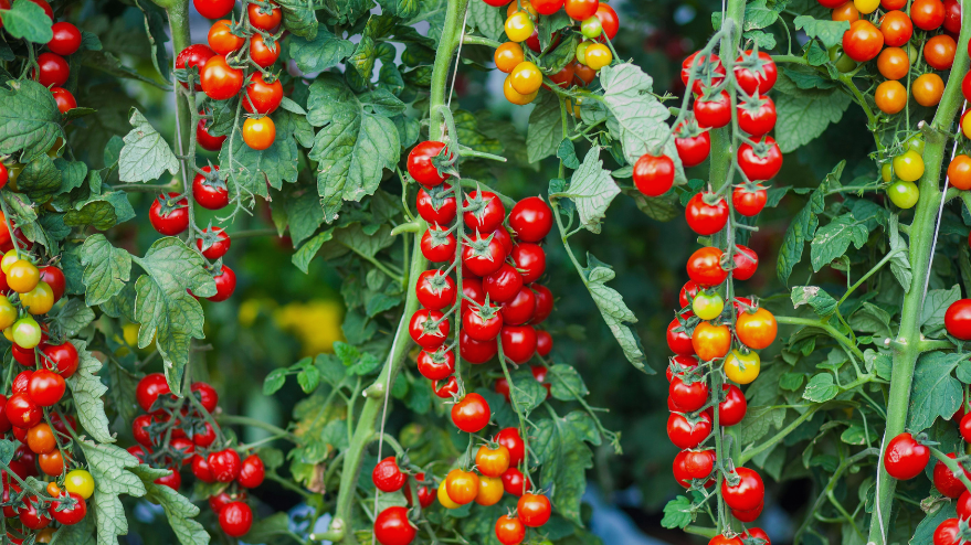 cuidados-de-tomateras-paso-a-paso